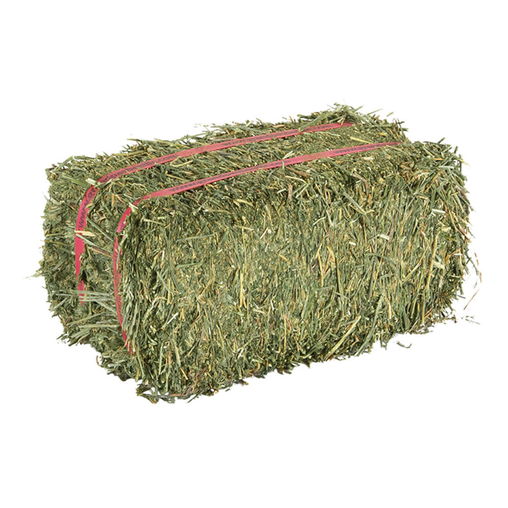 Alfalfa hay