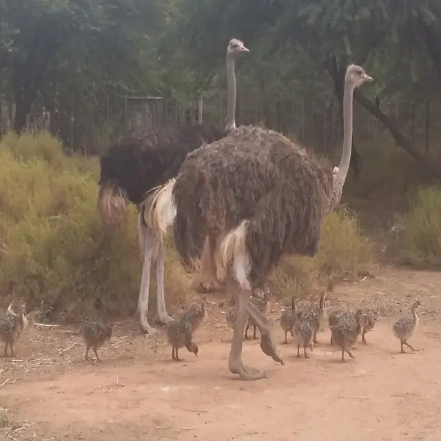 Live healthy Ostrich Chicks for sale / Red & black neck Ostrich chicks
