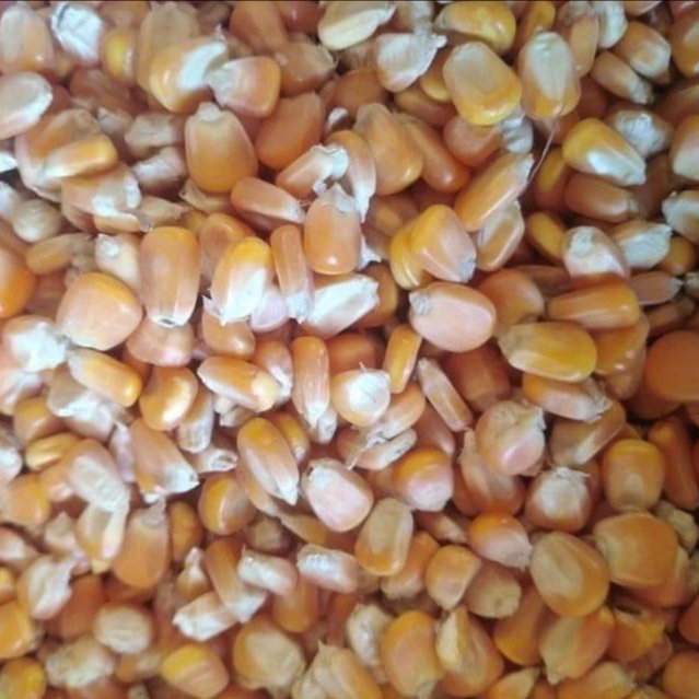 Желтая Кукуруза EFR
