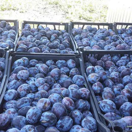Top Quality Juicy Fresh Plums Now Available