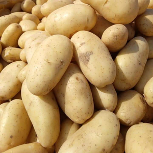 Свежий картофель