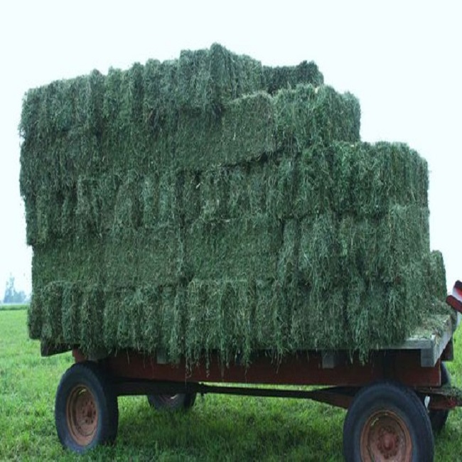 Super Top Quality Alfafa Hay for Animal Feeding Stuff Alfalfa / Timothy / Alfalfa