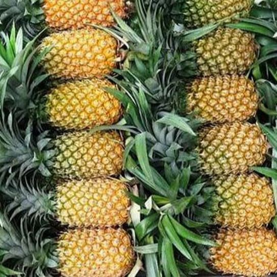 Лучший продукт 2022, ананас MD2 экспортного качества, Лучшая цена с очень сладким во Вьетнаме