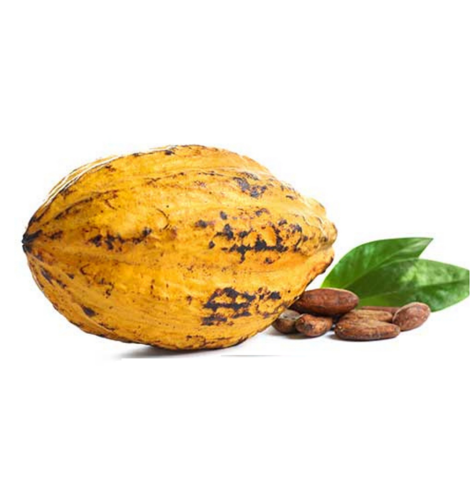Top Quality Fermented Vietnam Mekong Cocoa Beans - Sustainable Cacao Trace