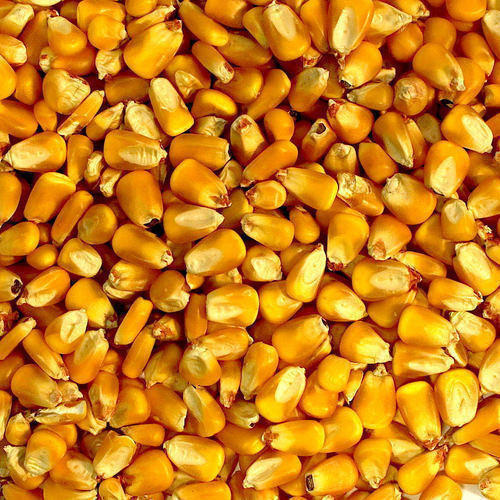 Premium Quality Yellow Corn Maize For Export in Bulk Quantities / Best Quality Yellow Maize Animal Feed