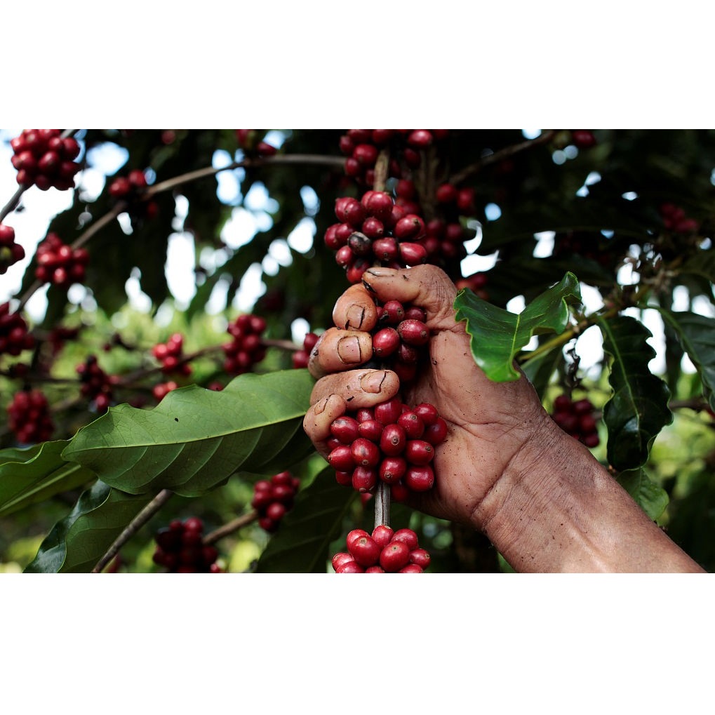 Machine Coffee Type Premium Quality Roasted Robusta Coffee Bean Export From Vietnam