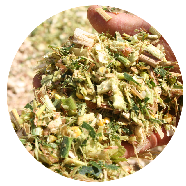 High Quality Corn Silage/ Maize Silage with High Protein in Vietnam in Jumbo bag