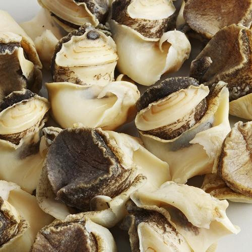 Wholesale Frozen Conch Meat