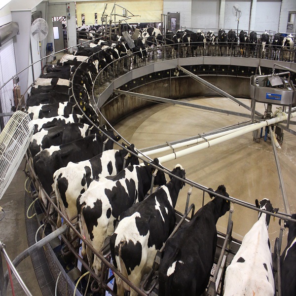 Highly Pregnant Dutch Holstein Heifers cows / Friesian cattle