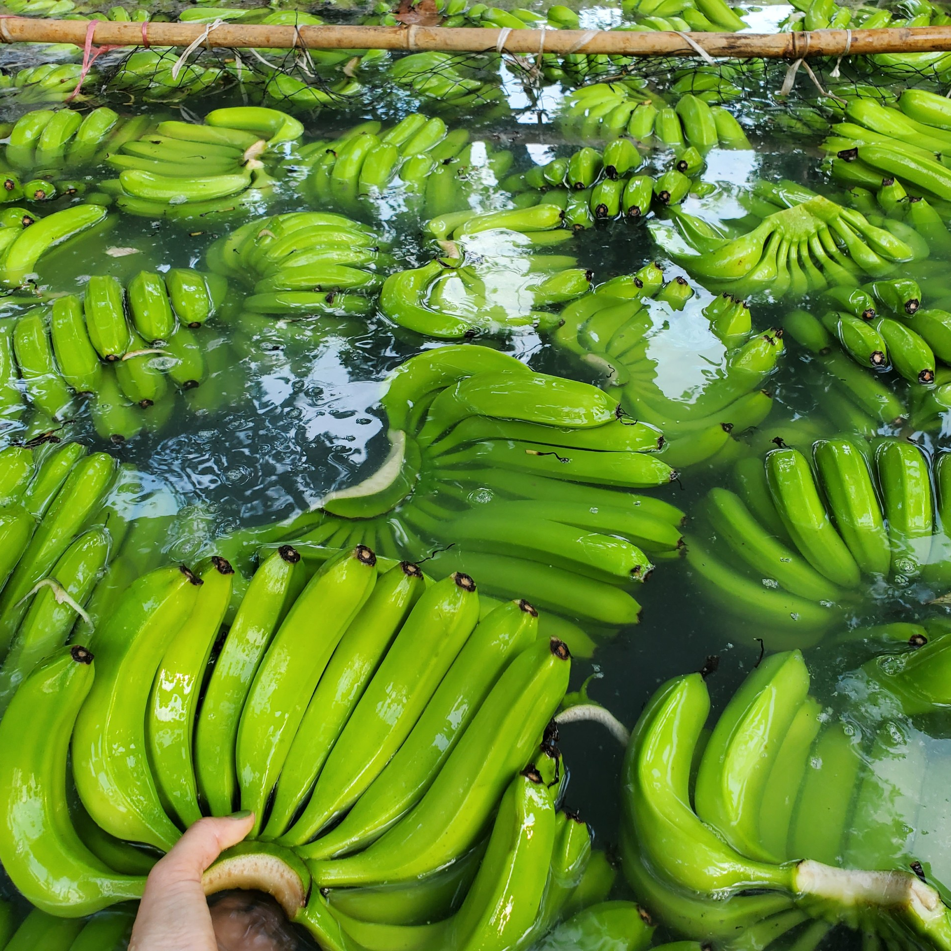 Fresh Cavendish Banana - Best Price and High Quality from Vietnam-Wholesale