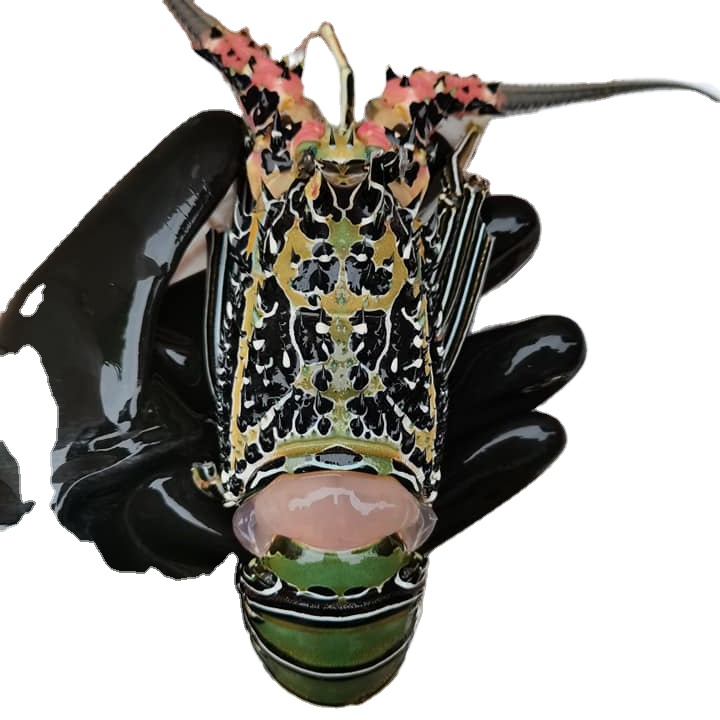 Лайт Карибский блесна (Panulirus argus)