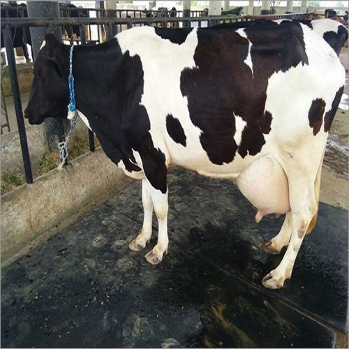 Гиперсы Holstein для здоровых беременных коров 500-900 кг для продажи/гиперсы Holstein