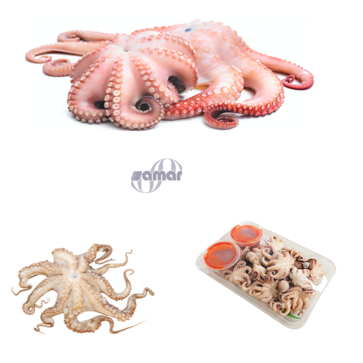 Frozen Octopus, Fresh From Spain (Whole), 6pcs/Box,36 lb Avg , Adult & Baby Octopus