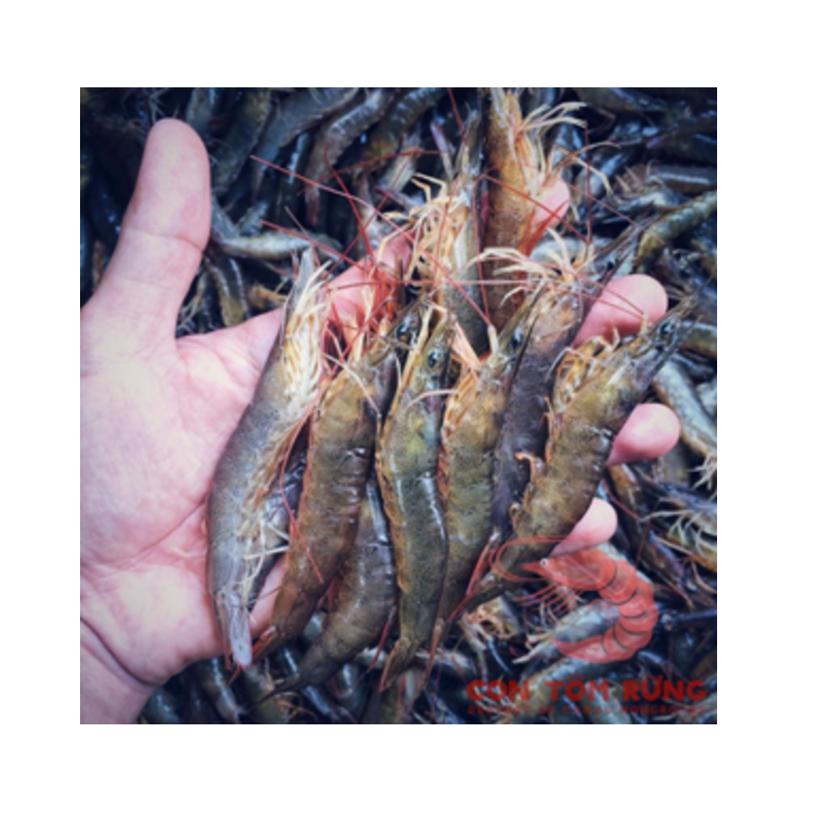 High Quality Brown Shrimp Variety Vietnam Frozen Shrimp From Mangrove Forests Export From Vietnam