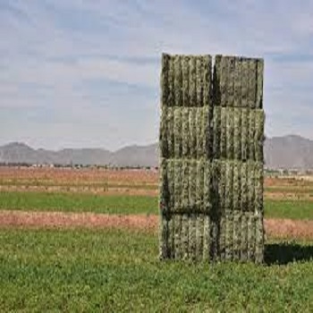 high protein cheap alfalfa hay Animal Feed