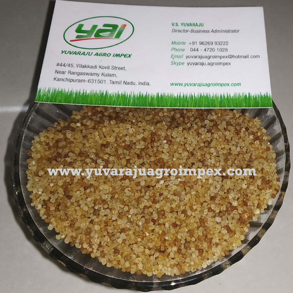 BARNYARD MILLET