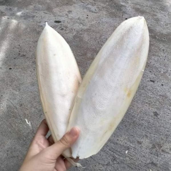 Best Quality White Cuttlebone Available For Buyers