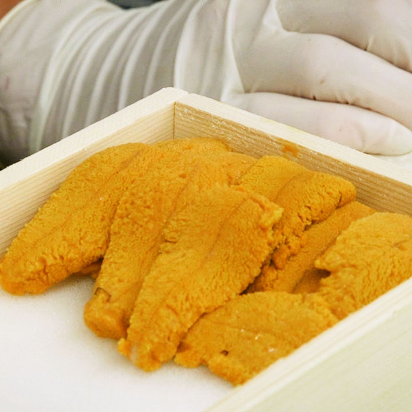 Замороженный морской Urchin для продажи
