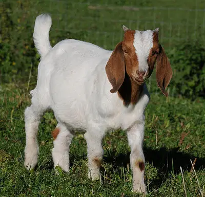 Live Boer goats for sale available