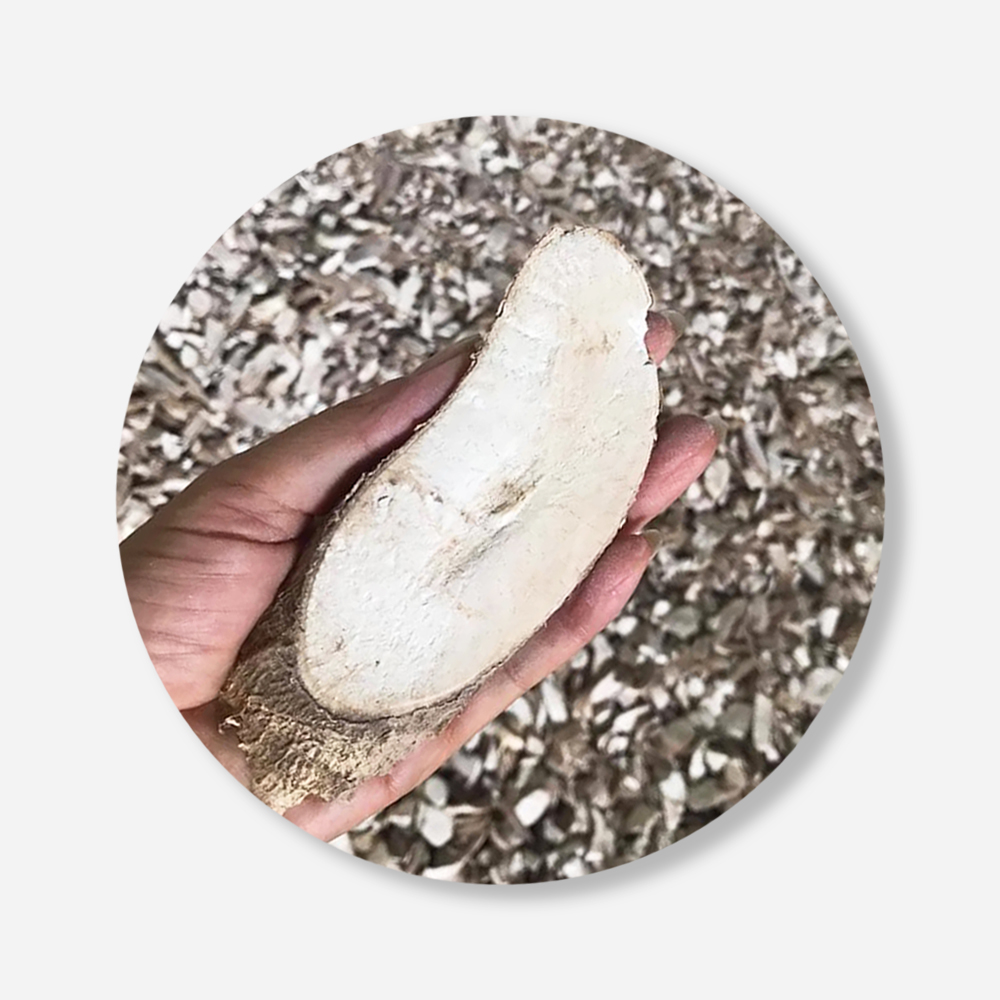 Quality Thai Dried Cassava Chips For Food Industry or Making Animal Feed and Ethanol