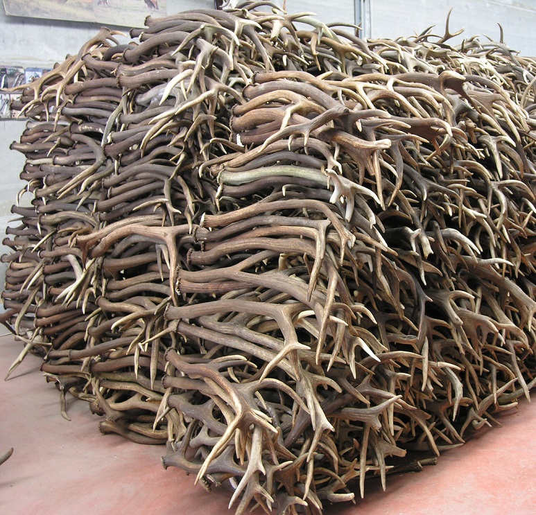Natural Whole Red Deer Antlers