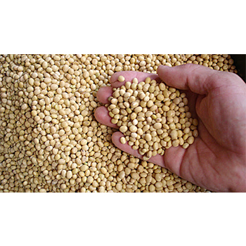 Wholesale soybean