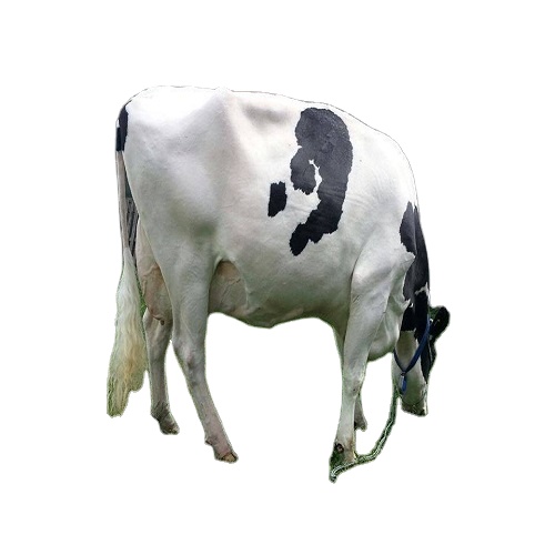 Лучшая оптовая продажа живых здоровых Simmental Bull/крупного рогатого скота/коров (мужской и женский)/(икры/икры)