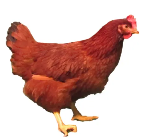 Fertilized egg of special chicken breed Rhode Island Red from Turkey best price High Quality