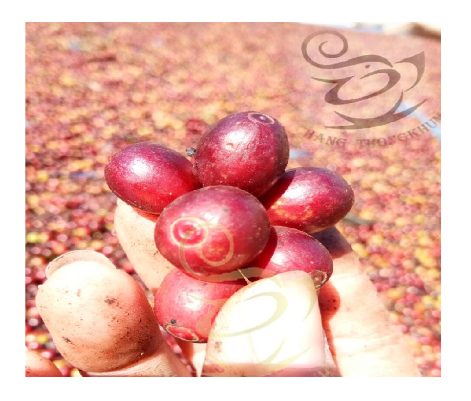 The Best Quality of Thailand product of Premium Arabica Green Coffee Beans by Changthongkhum