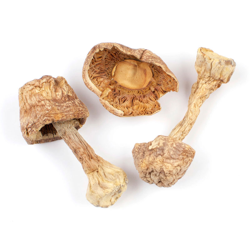 Blazei Mushrooms 1 lb bag / box each