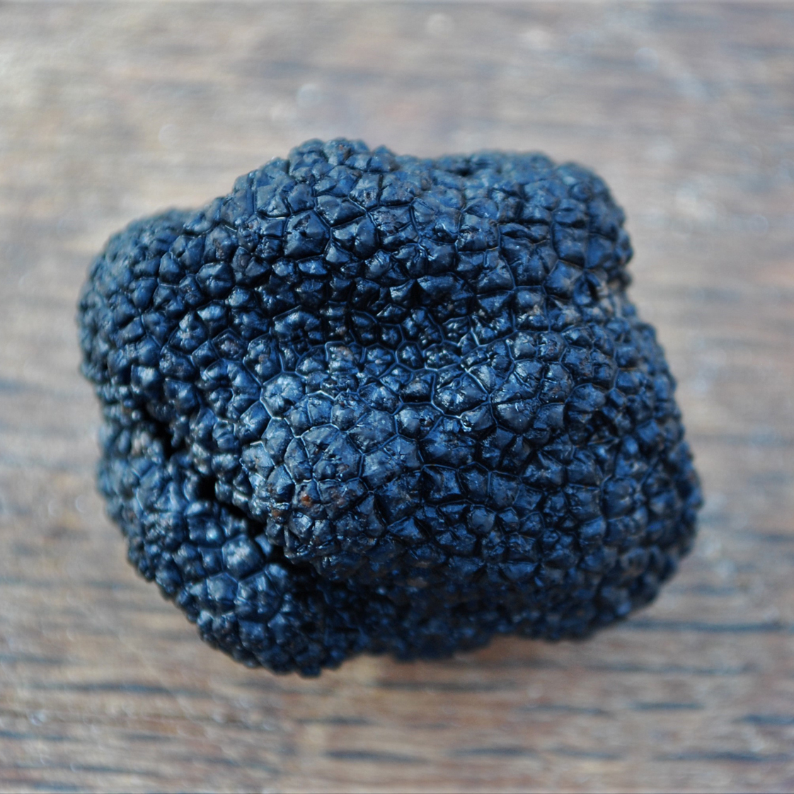 BLACK and White TRUFFLE for sale