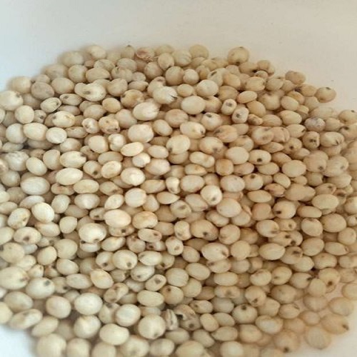 Sorghum - Quality Red Sorghum/White Sorghum For Sale