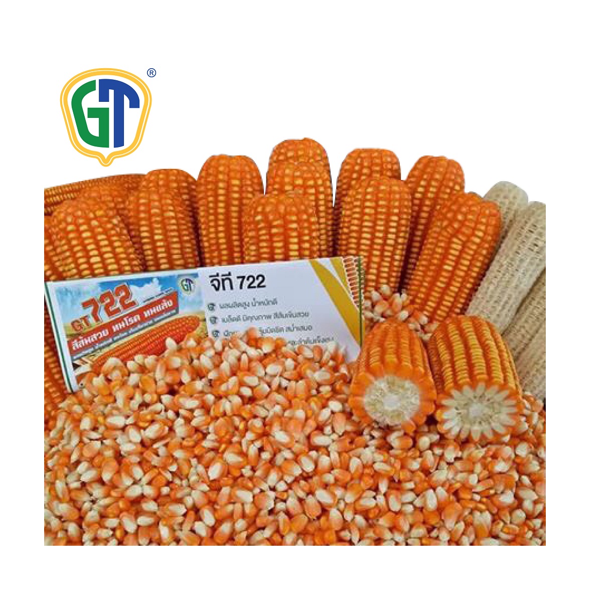 Medium Deep Orange Hybrid Bulk GT722 Corn Seed With Phytosanitary Certification From Thailand