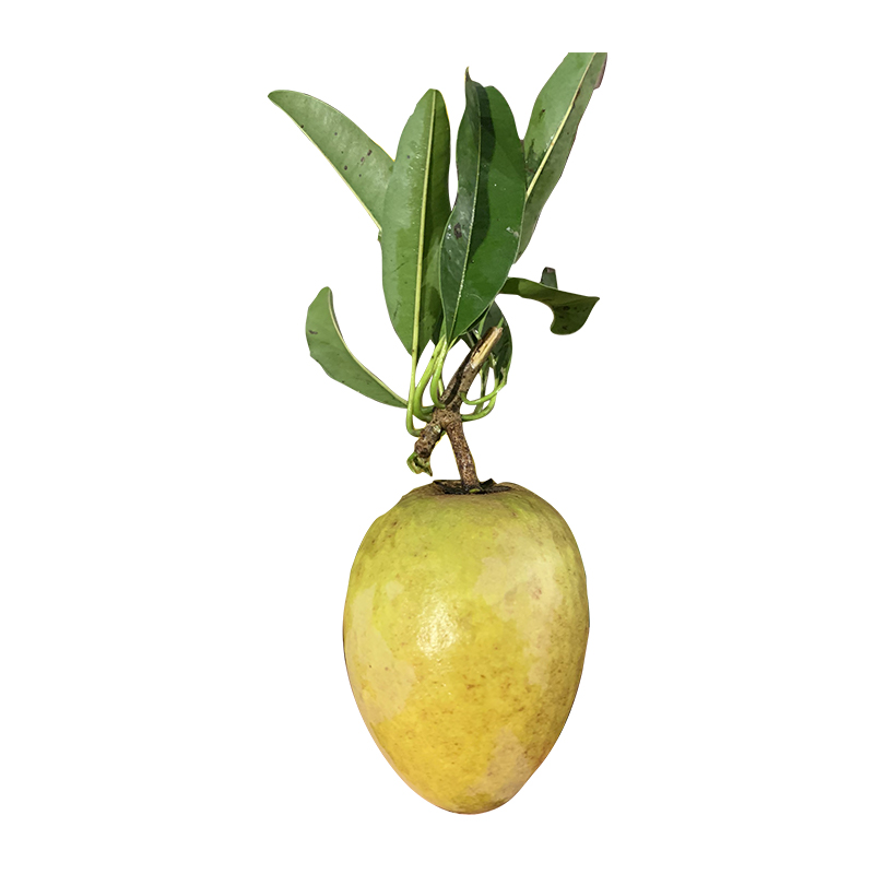 Новые и свежие фрукты Sapodilla/Sapota высокого качества, натуральный сладкий, готовый к отправке из Вьетнама