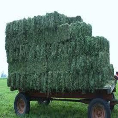Pure Alfalfa Hay For Animal Feed