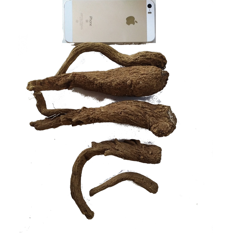 Костус сосиска, qust-al-Хинди, yunmuxiang, aplotaxi auriculata, обычная аукландия