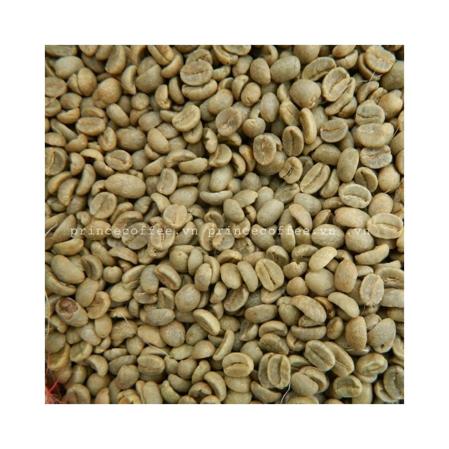 HOT PRICE Arabica Coffee Beans Vietnam Supplier Organic Green Coffee Bean Raw Coffee Bean
