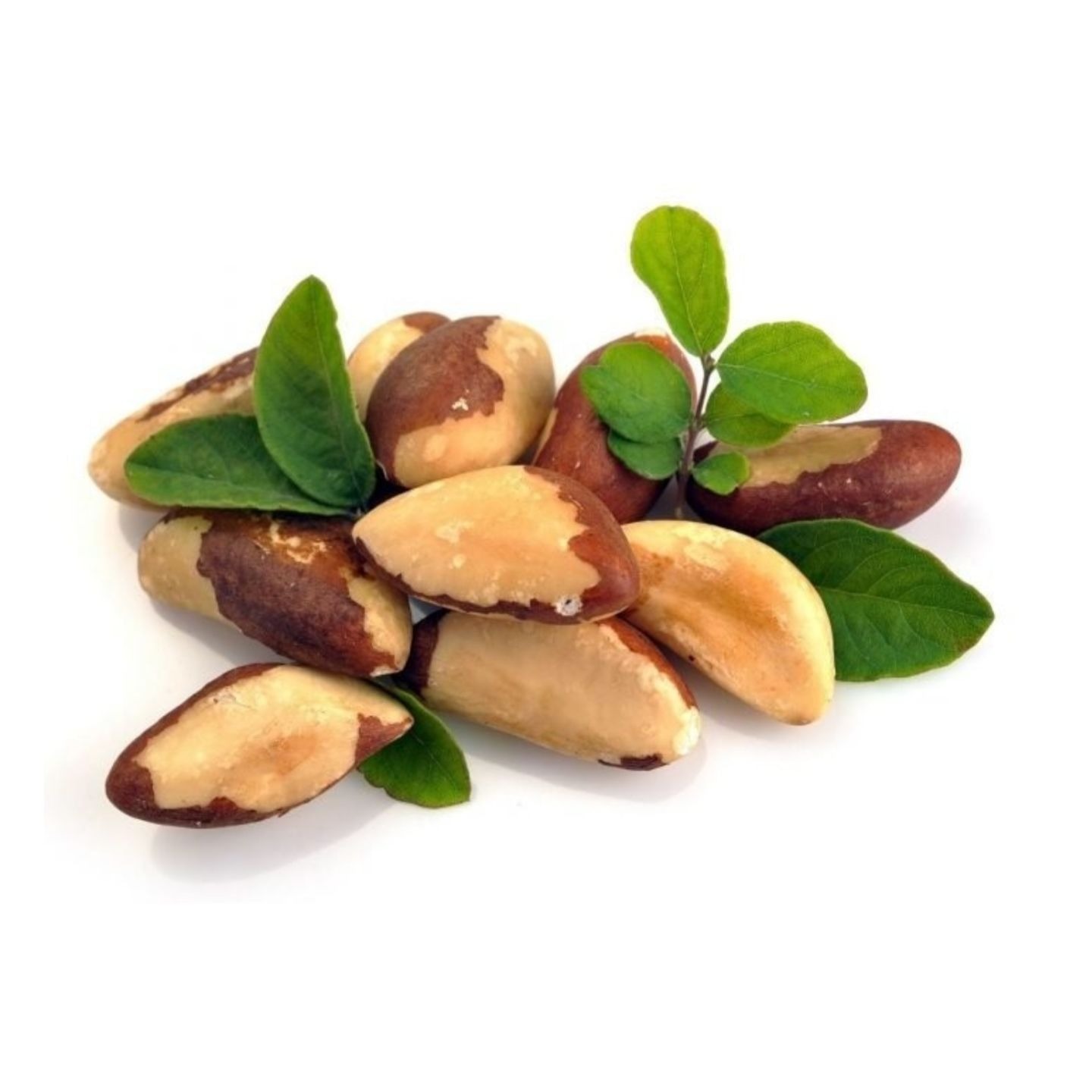 Organic Dried Raw Brazil Nuts and Roasted Brazil Nuts for Sale