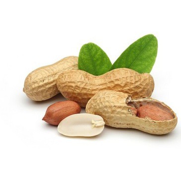 Best Organic PEANUT From Vietnam Wholesale High Quality With Low Price 100% Natural Premium PEANUTS