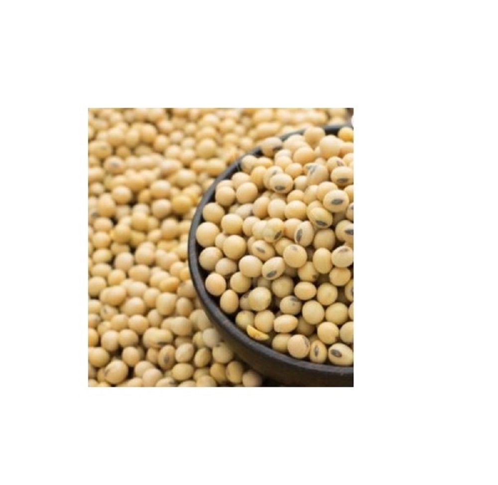 Fresh SOYBEAN High Quality Ready to Ship