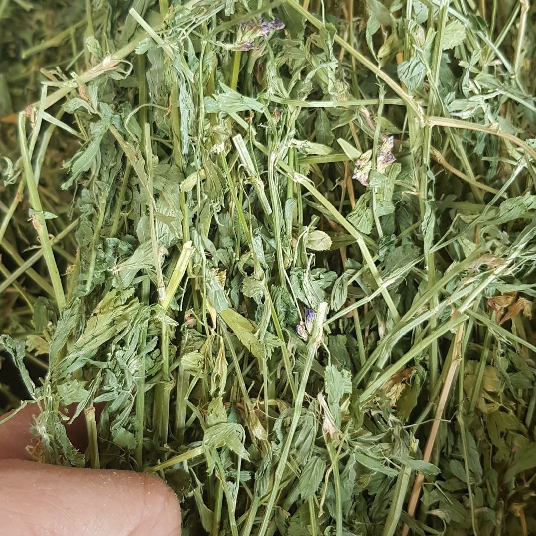Timothy Hay/lucerne Hay For Animal Feed, Alfalfa Hay