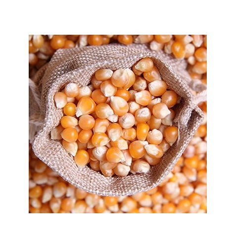 High Protein Natural Dried Yellow Maize for Animal Feed
