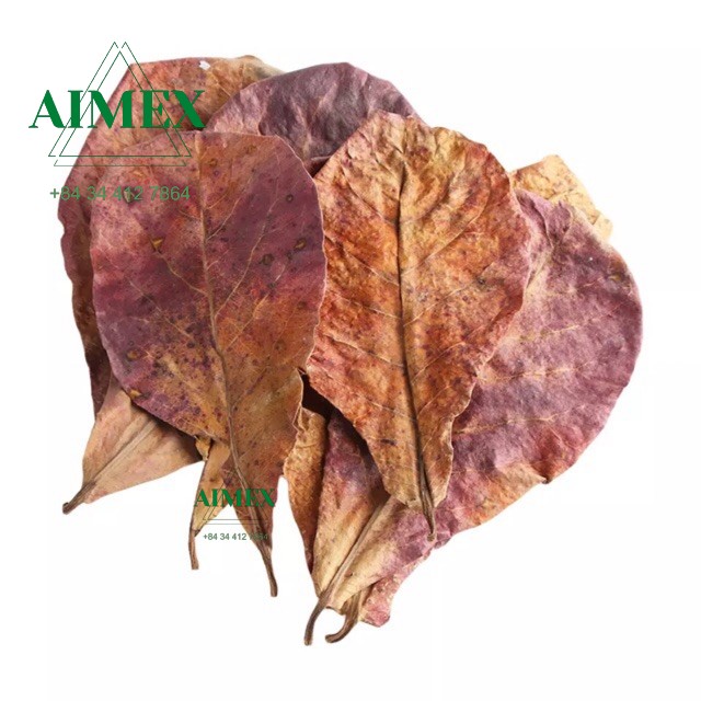 Wholesales Premium Vietnamese Catappa Leaves for Aquarium pH Balance