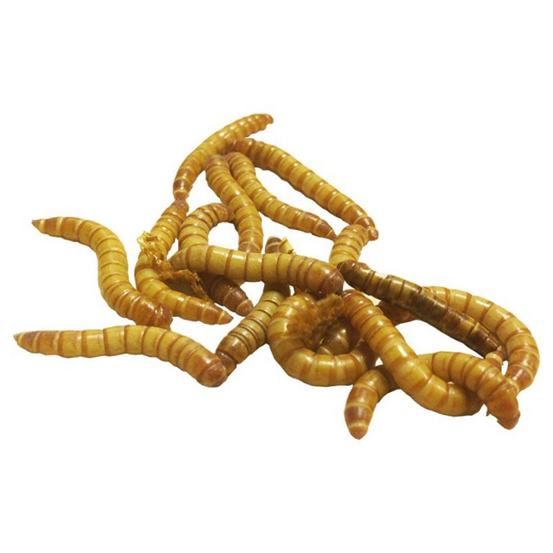 Quality Dried Medium Mealworms for fish and birds feed