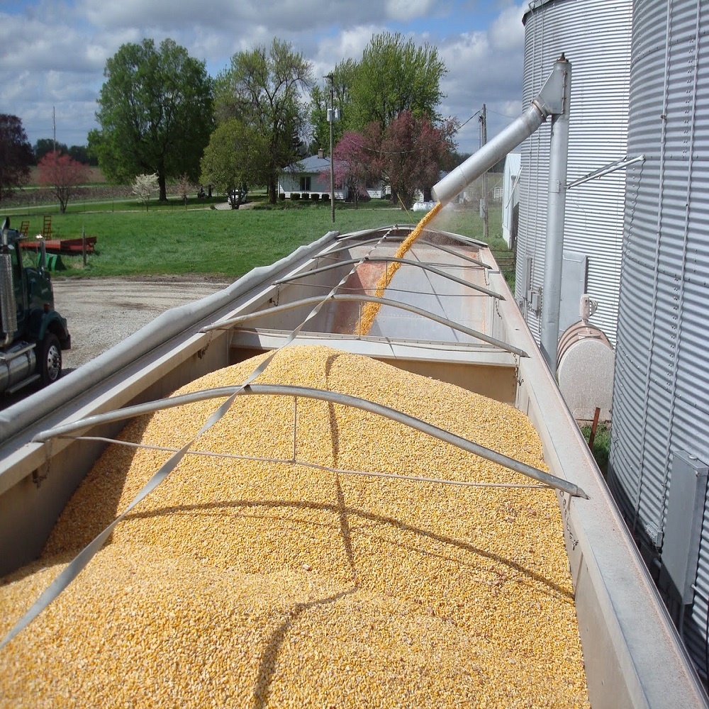 Yellow Maize, Dried Yellow Corn, White Corn Maize For Human Consumption