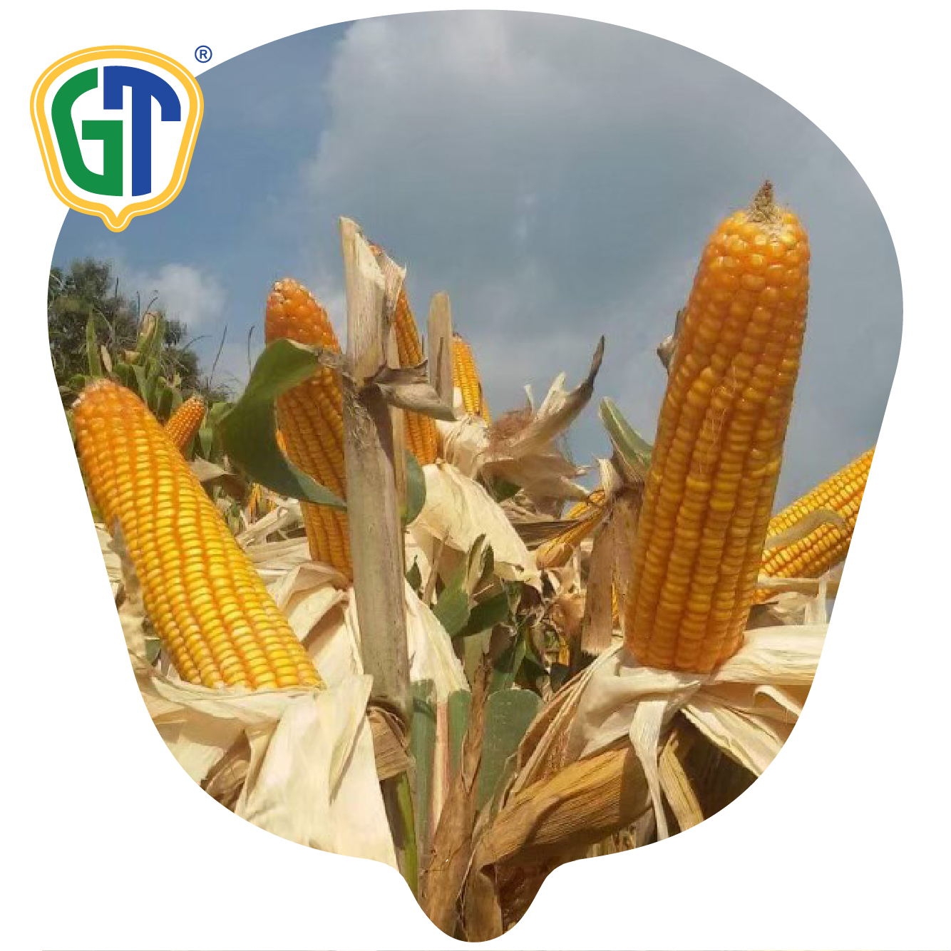 Good Root Stalk Orange Yellow Kernel Color 83-85% Shelling Hybrid Corn Seeds