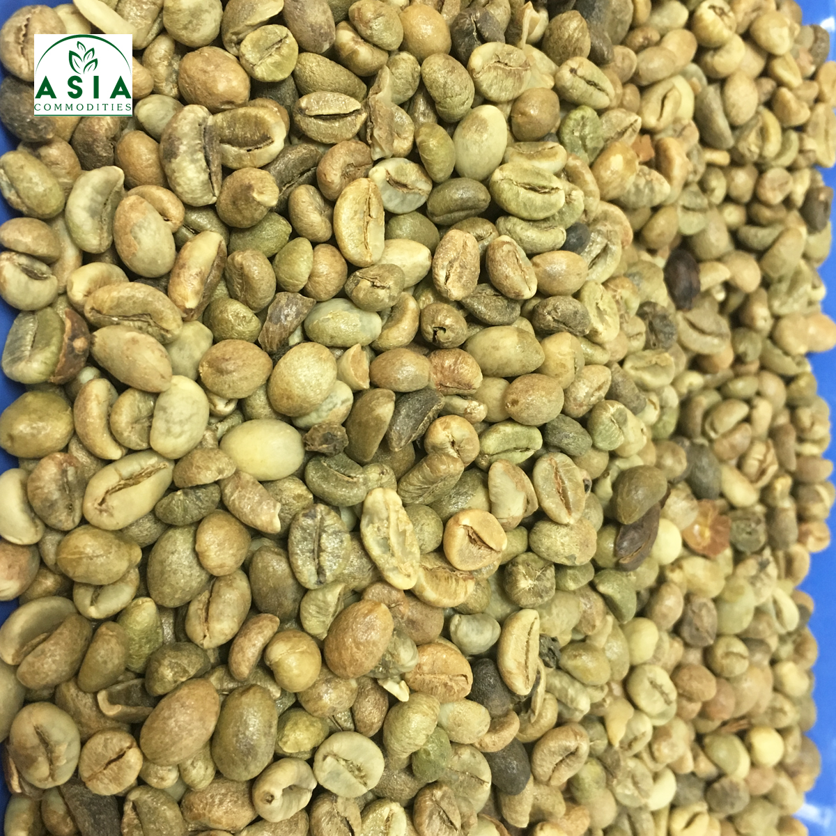 ROBUSTA кофейные зерна SCR 13-высокое качество-хорошая цена