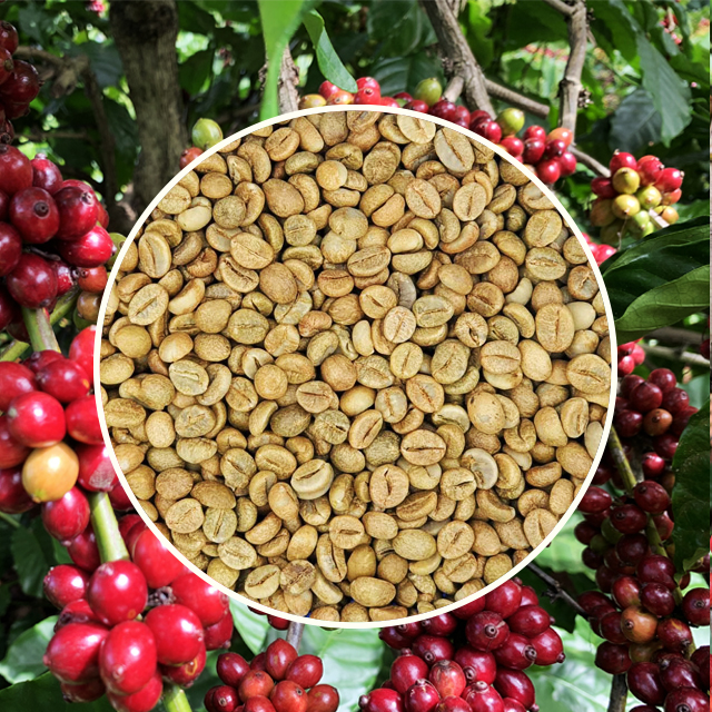 Fine Honey Robusta Green Coffee Beans Specialty Robusta Simexco Daklak