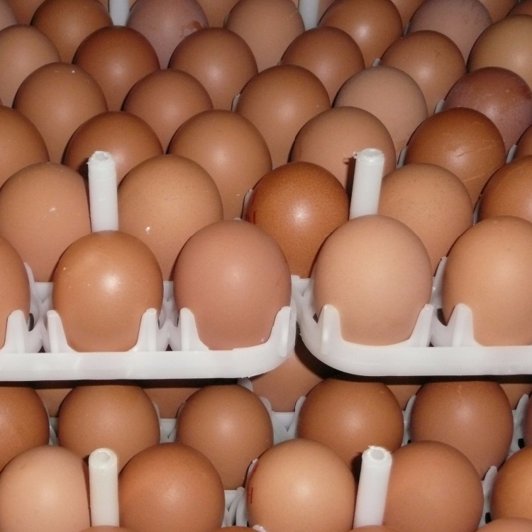 Shell Chicken Eggs white and brown