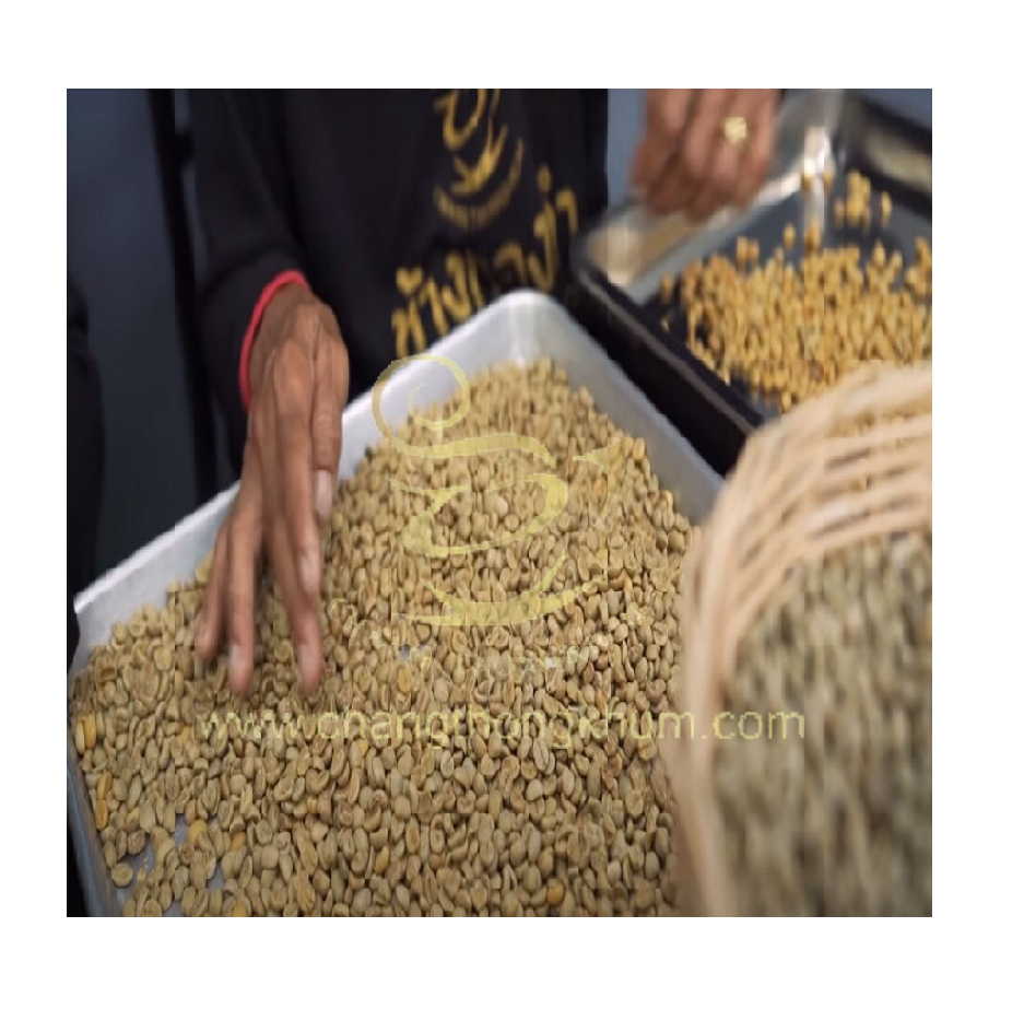 The Premium Thailand product of Green Coffee Beans made from Elephant Dung Arabica by Changthongkhum